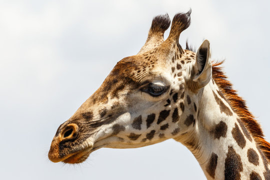 Close up of a giraffe against the sky