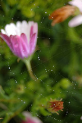 Flower with spider web and dew