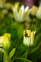 Flower and little spider