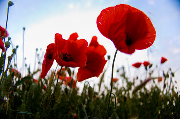Under the poppies and white sky