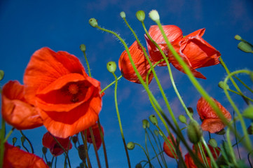 Under the poppies and blue sky