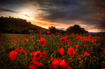 Fototapeta na wymiar Poppies at sunset