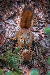 A curious squirrel at Swift Creek, Valemount, British Columbia, Canada