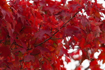 Red Autumn Leaves