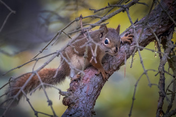 A curious squirrel at Swift Creek, Valemount, British Columbia, Canada