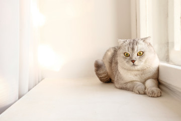 Cute scottish Fold breed cat with yellow eyes lying by the window at home, sunny day view. Soft...