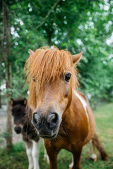 Naklejka premium Pony horses on the farm