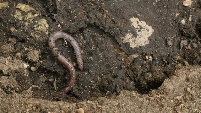 Long earth worm (Lumbricus terrestris) movements 4K footage
