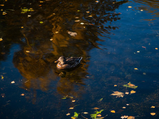 Grey duck