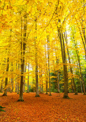 Autumn rustic forest landscape