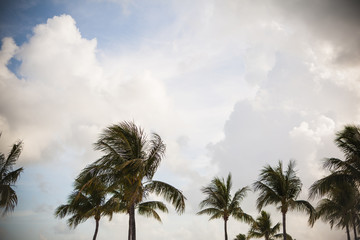 Fototapeta na wymiar palms and clouds