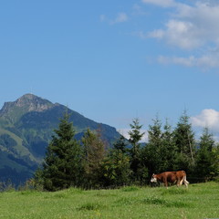 Fototapeta na wymiar Cow on meadow, mountain in background