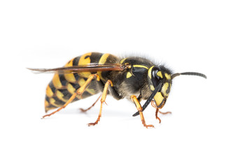 Queen wasp or yellowjacket cleaning