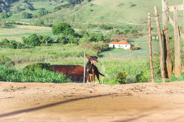 C&atilde;o na ro&ccedil;a
