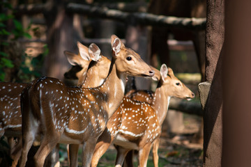 Chital