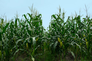 Corn filed