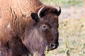Fototapeta premium American Bison on the High Plains of Colorado