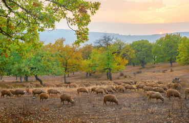Flock of sheep grazing in autumn season