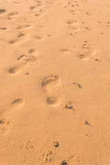 Fototapeta na wymiar Footprints in the sand at sunset.