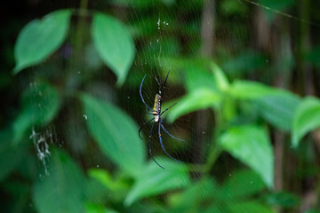 Spider is engaged to wait for the victim.
