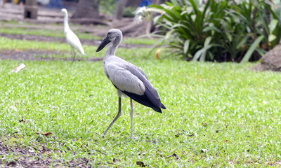 great blue heron in habitat