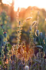 Fototapeta premium pole maku o zachodzie słońca