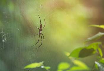 Spider is engaged to wait for the victim.