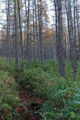 熊笹のある森の道　縦構図