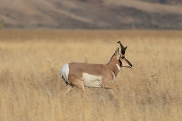 Pronghorn Antelope Buck