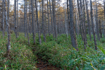 熊笹のある森の道