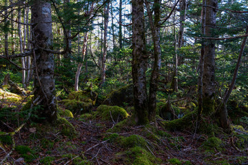苔生した森