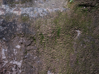 textura pared verde 