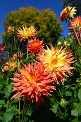 Dahlienblüte im Herbst