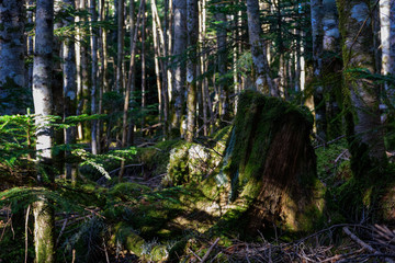 苔の森と切り株