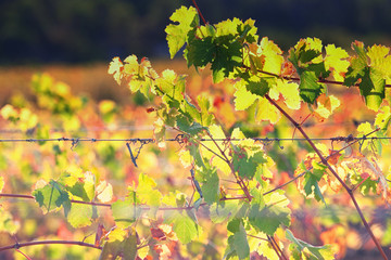 autumn wine leaves