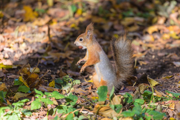Naklejka na ściany i meble The squirrel on the ground of the autumn park or the forest in the warm sunny day among the grass and yellow fallen leaves of the trees with the nut or acorn in the mouth
