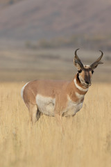 Pronghorn Antelope Buck