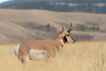 Pronghorn Antelope Buck