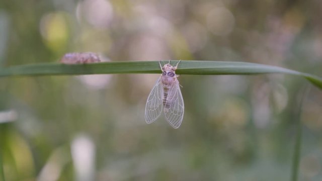 Insect Cicada (Cicadoidea Hemiptera) after metamorphosis 4K video
