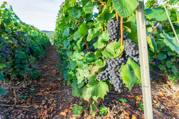 Row vine grape in champagne vineyards at montagne de reims countryside village background, France