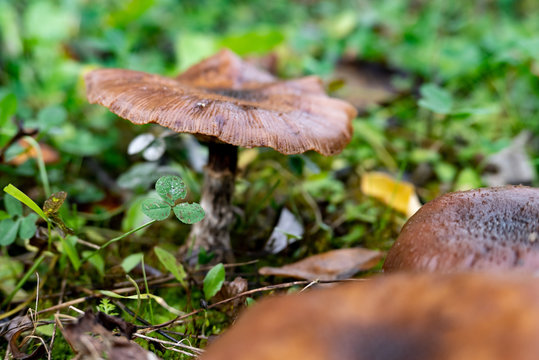 A webcap mushroom in a wet grass with blurred foreground