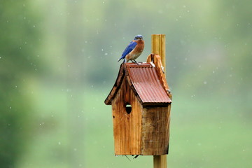 A wet and bedraggled male Eastern Bluebird perches on top of the bird house on a rainy summer day.