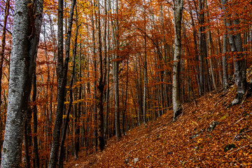 Beautiful autumn landscape full of colour from Sirnea Village in Brasov Romania