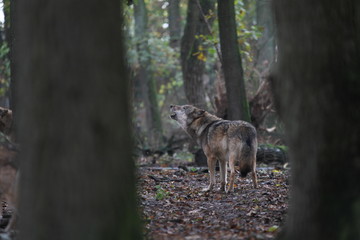 Heulender Wolf im Wald