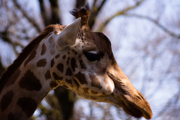 Giraffe