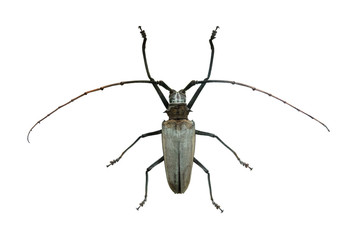 beetle Barocera hercules