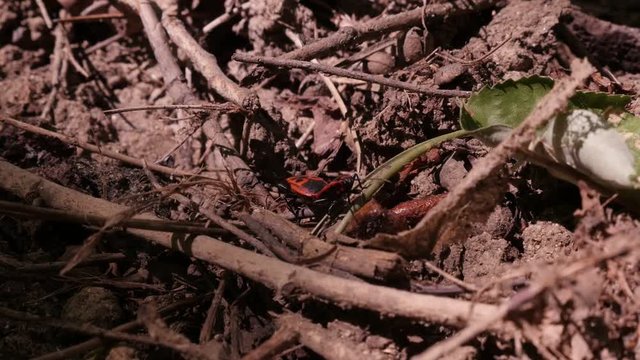 Close-up pair of red Pentatomomorpha pyrrhocoroidea bugs pair on ground slow motion footage