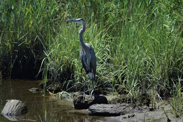great blue heron pond fishing