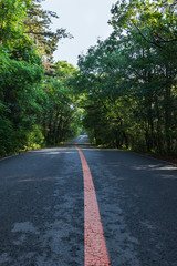 Fototapeta premium Forest road in dense forest