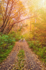 Fototapeta na wymiar Old road in wonderful autumn forest